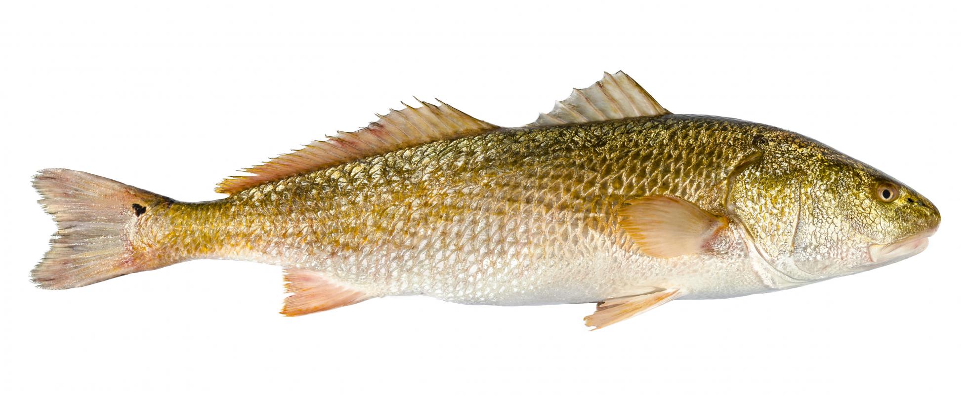Ombrina Ocellata